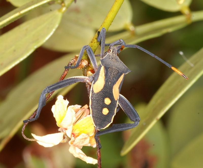 ZZ_ZZXYX_D3532_Z_90_Karinji NP_Australie.jpg